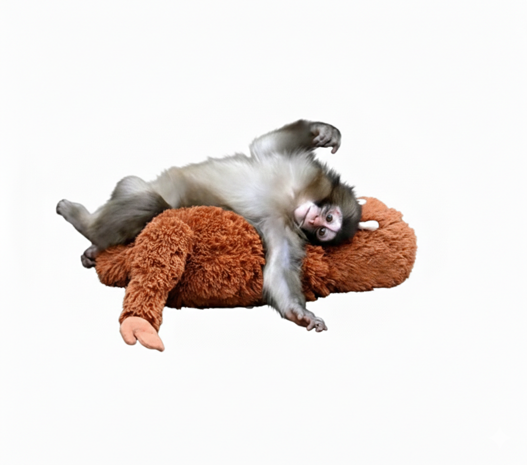 猴子蛋糕
